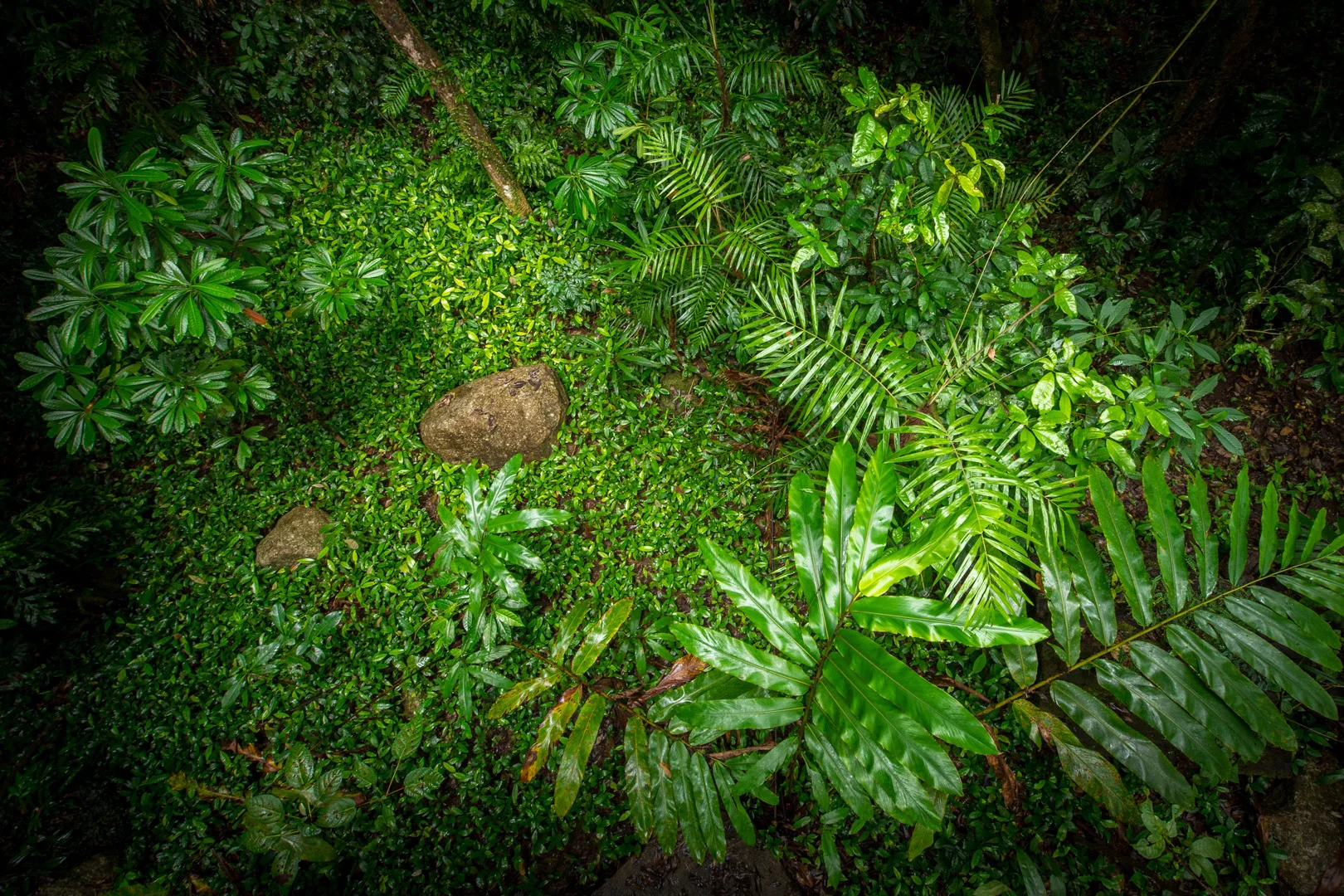 Edited_RM_036_Green-Canopy-12x18.jpg