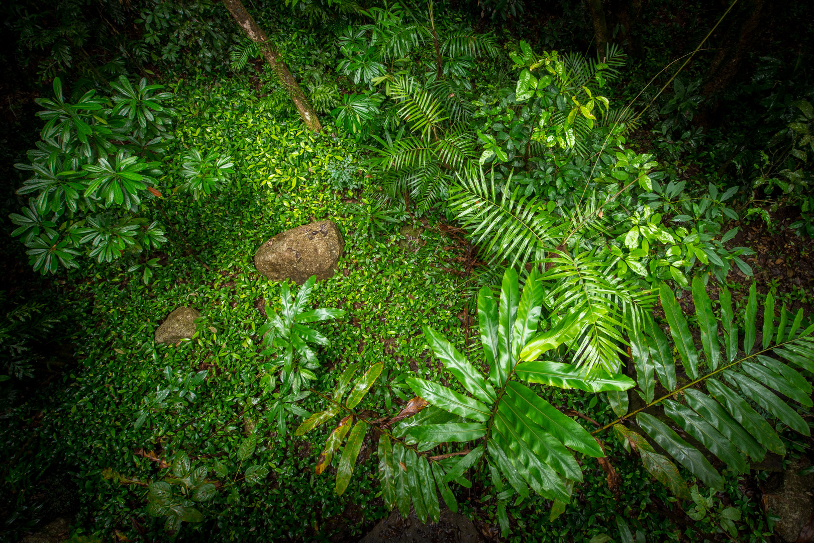 Edited_RM_036_Green-Canopy-12x18.jpg