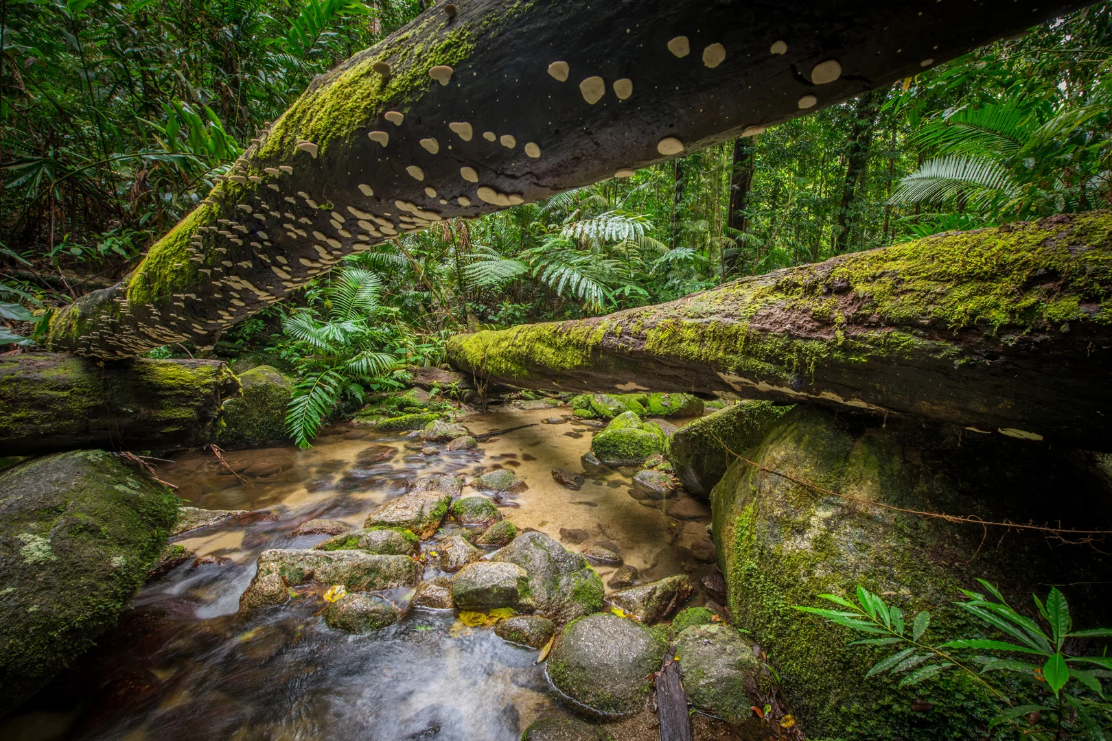 Edited_RM_040_Mushroom-Log-12x18.jpg