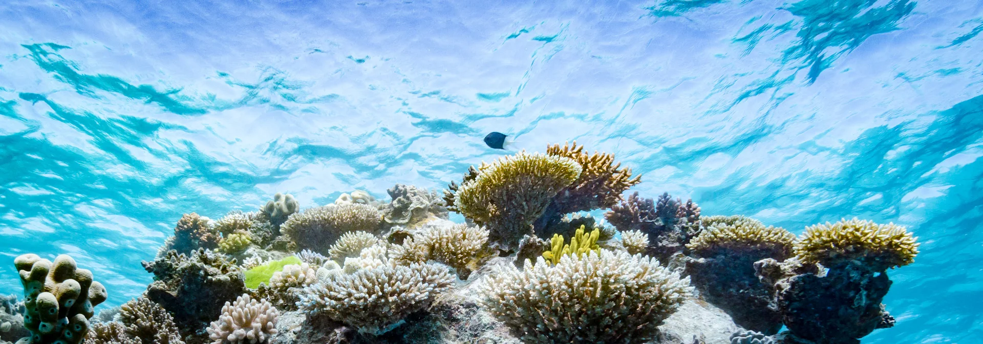 Edited_RM_043_Under-the-Surface-7x20.jpg
