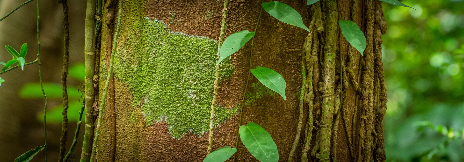 Edited_RM_044_Vines-and-Patterns-7x20.jpg