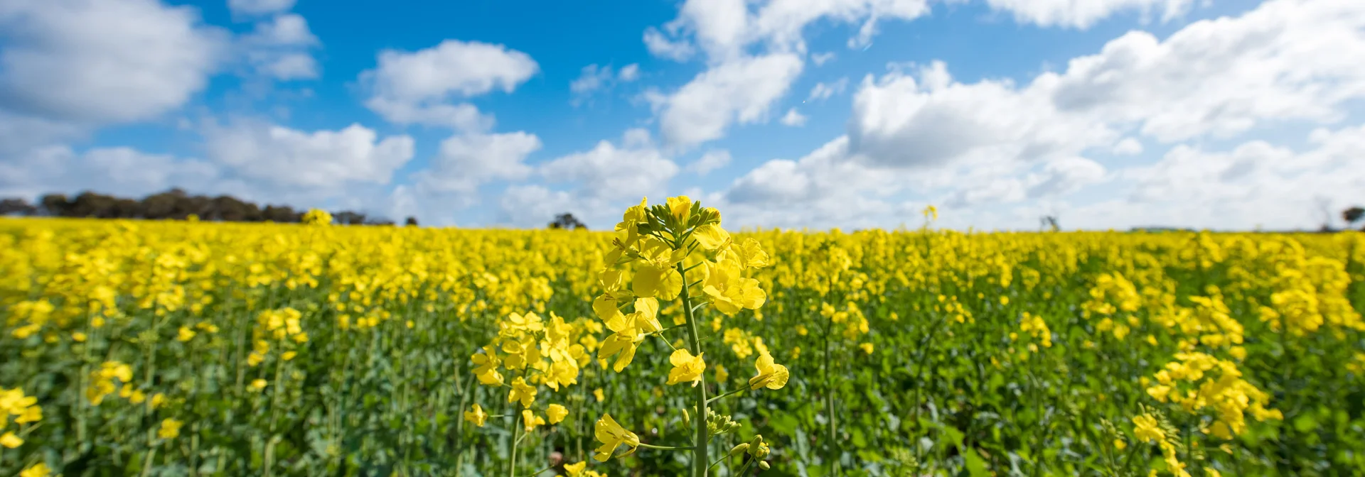 Edited_RM_059_Fields-of-Gold-7x20.jpg