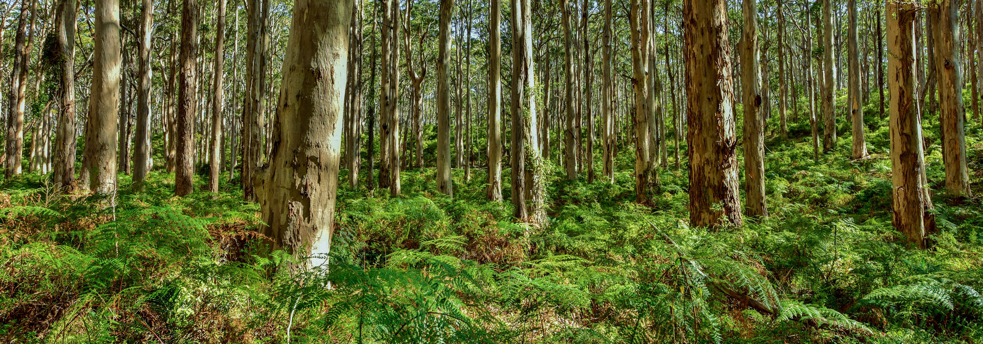 Edited_RM_135_Fern-Haven-7x20.jpg