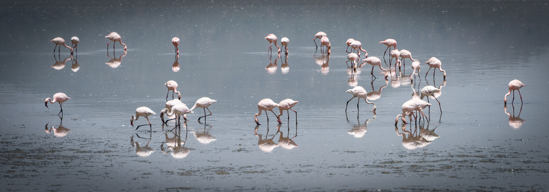 Edited_RM_008_Pink-Glades-7x20.jpg