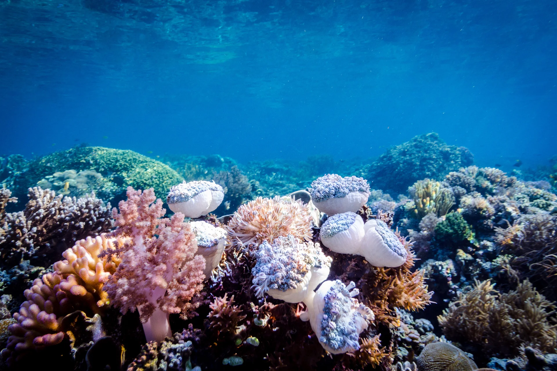 Edited_RM_051_Octopus'-Garden12x18.jpg