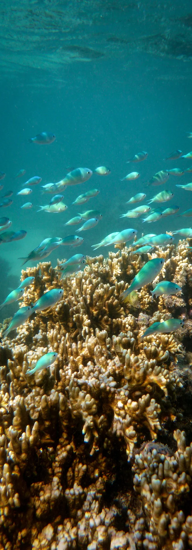 Edited_RM_102_Chromis-Fliter-7x20.jpg