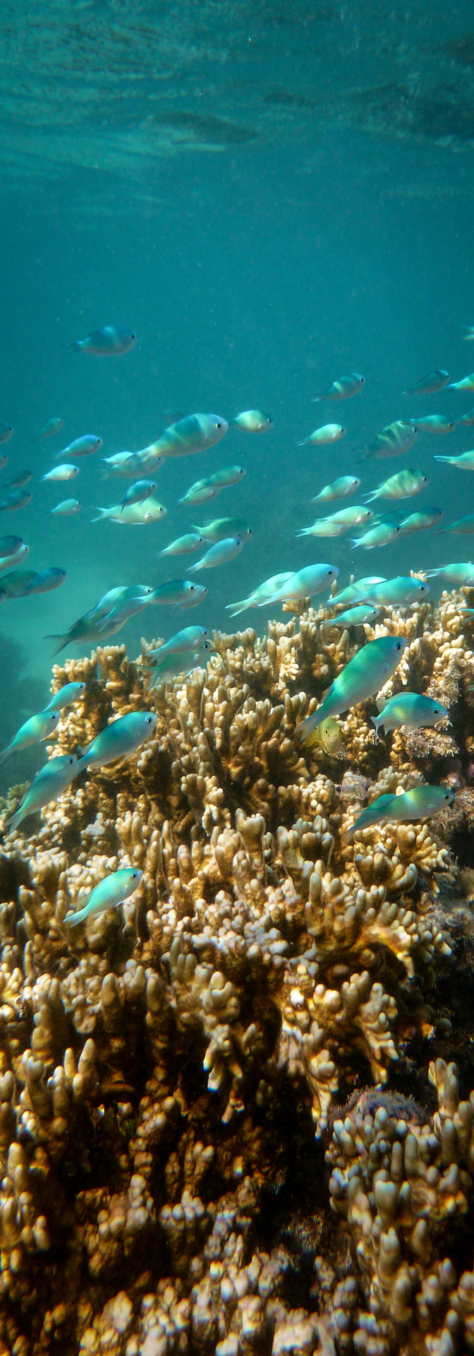 Edited_RM_102_Chromis-Fliter-7x20.jpg