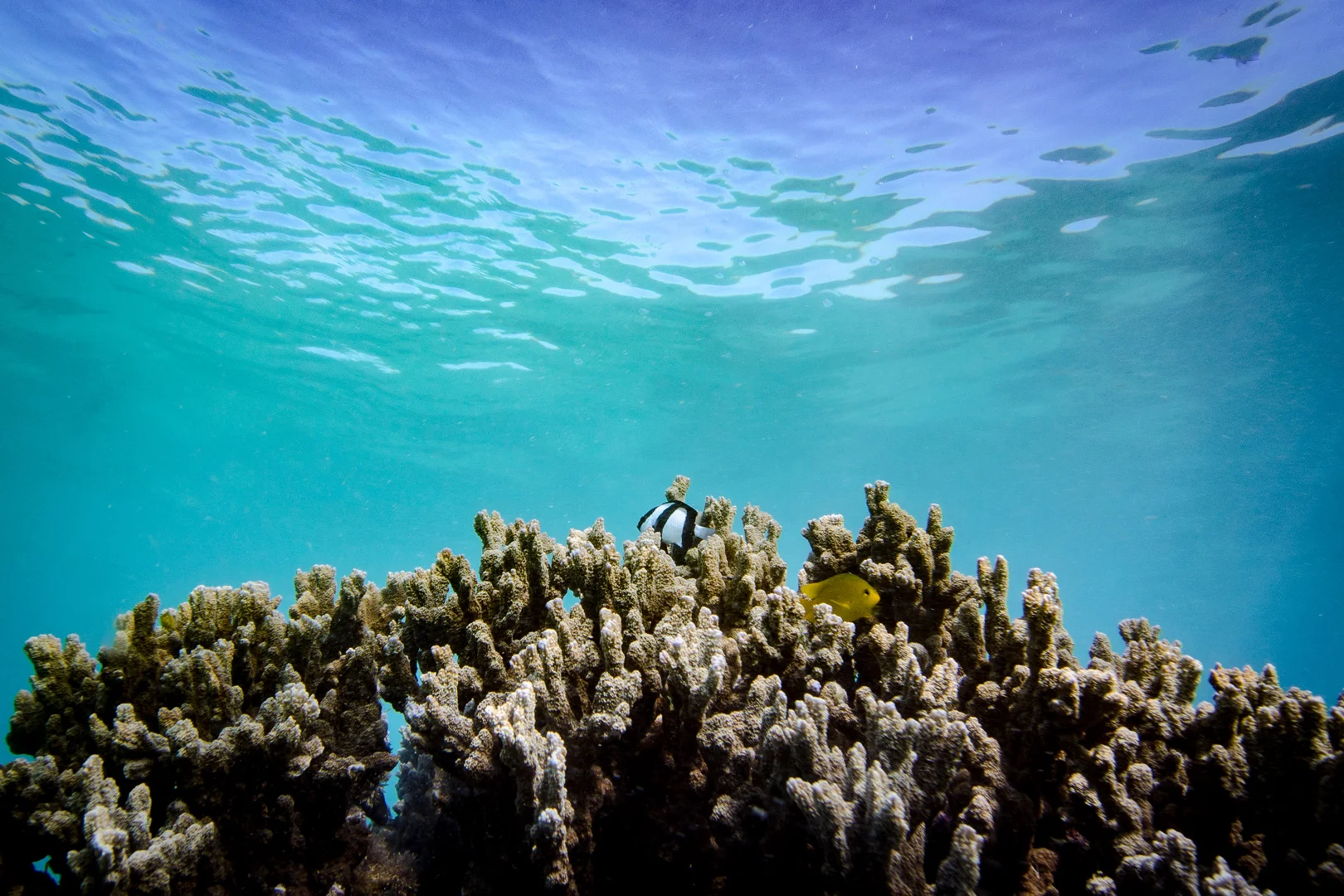 Edited_RM_105_Ningaloo-Safari-12x18.jpg