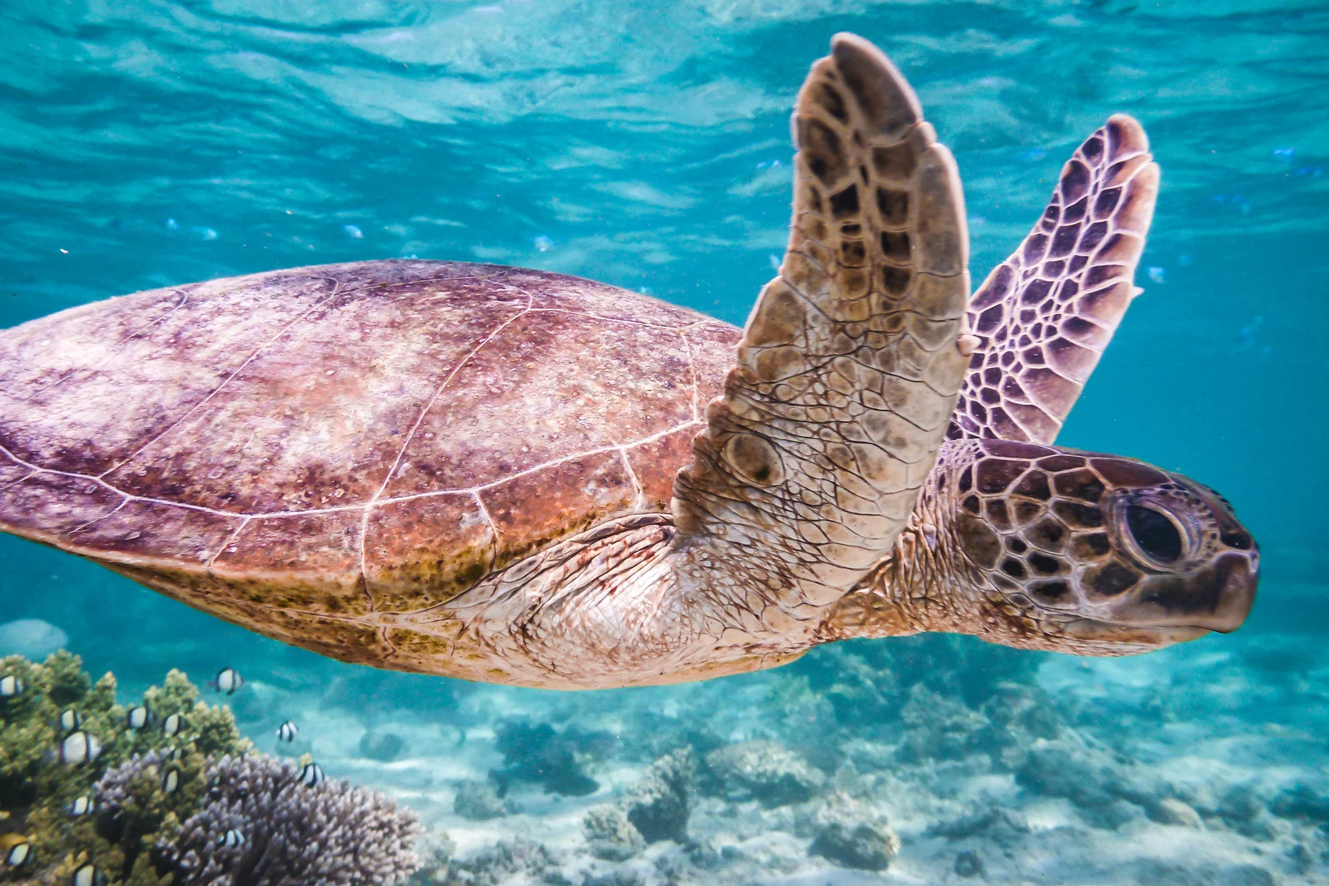 Edited_RM_108_Turtle-Wave-12x18.jpg