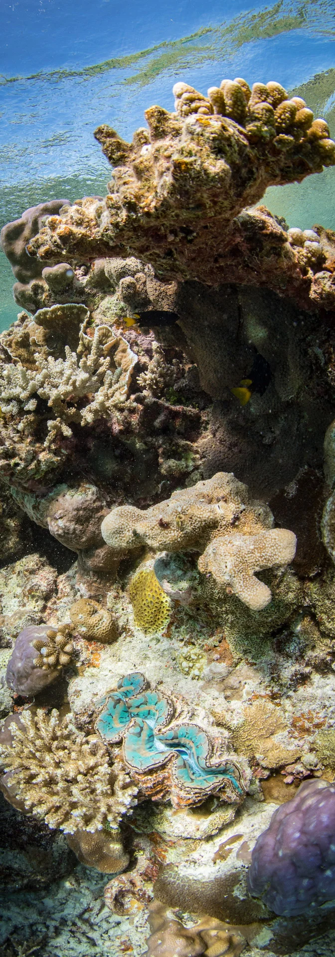 Edited_RM_124Coral-Tower-7x20.jpg
