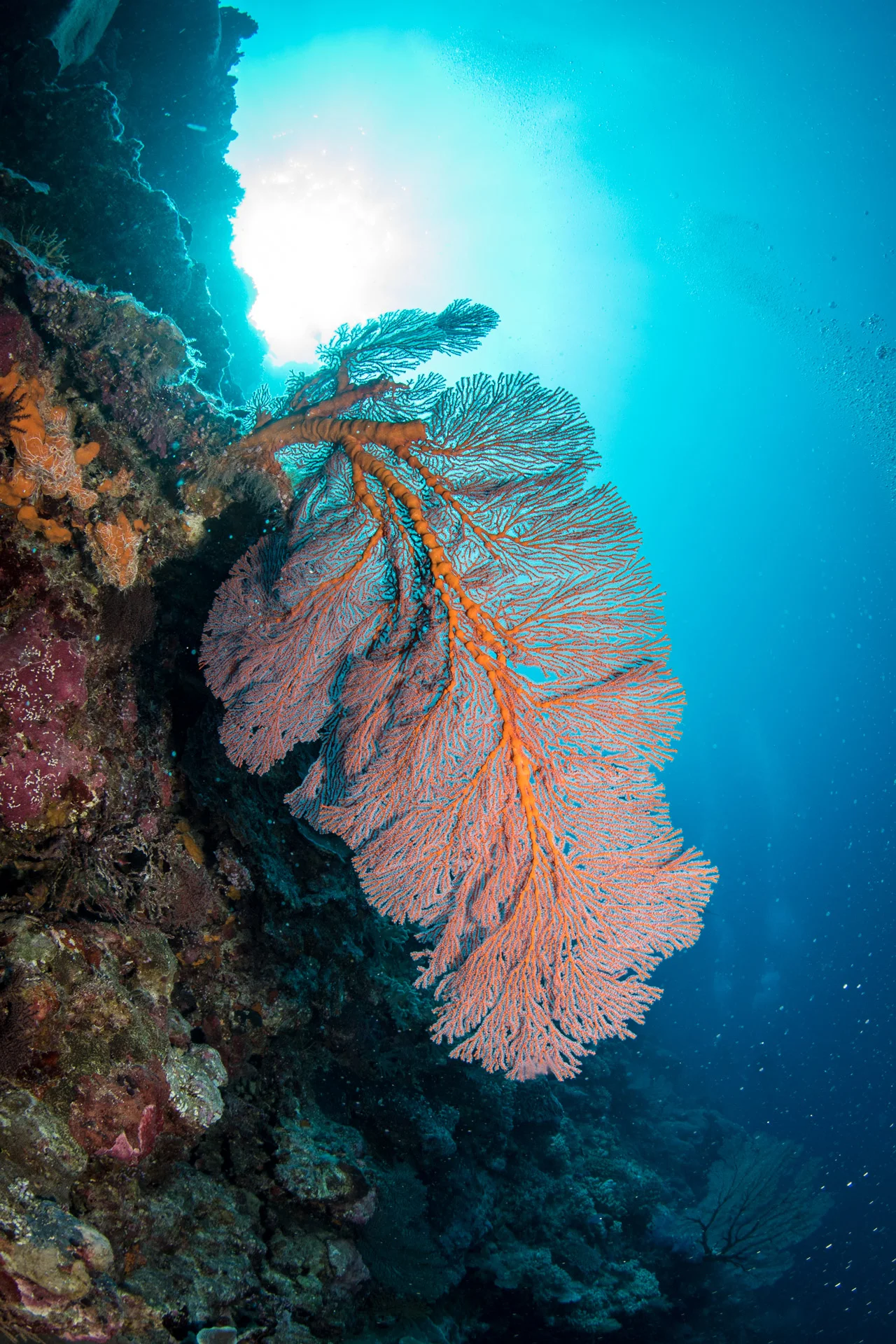 Edited_RM_125_Fiery-Fern-12x18.jpg