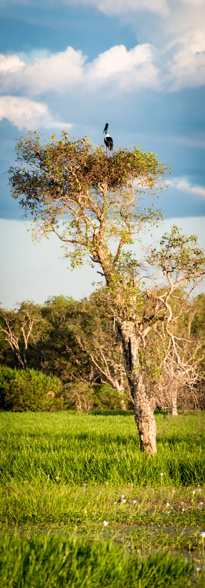 Edited_RM_150_Jabiru-Junction-7x20.jpg