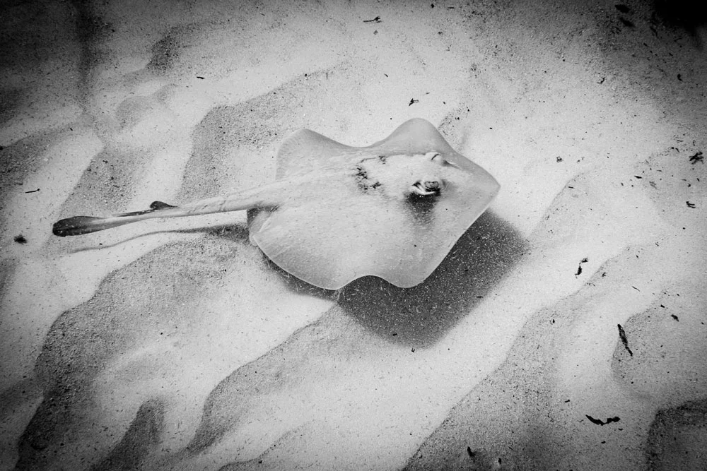 RM_118_Shifting-Sands-12x18.jpg