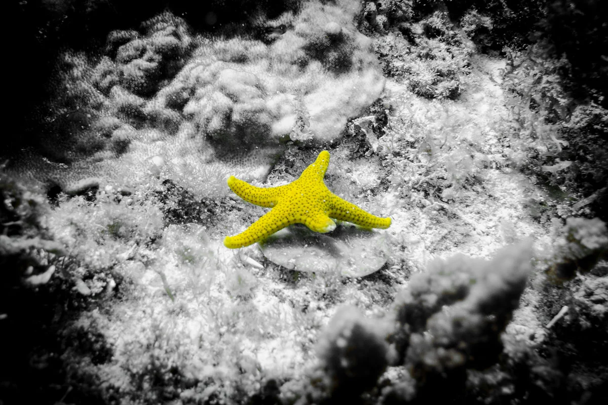 RM_113_Golden-Star-12x18.jpg
