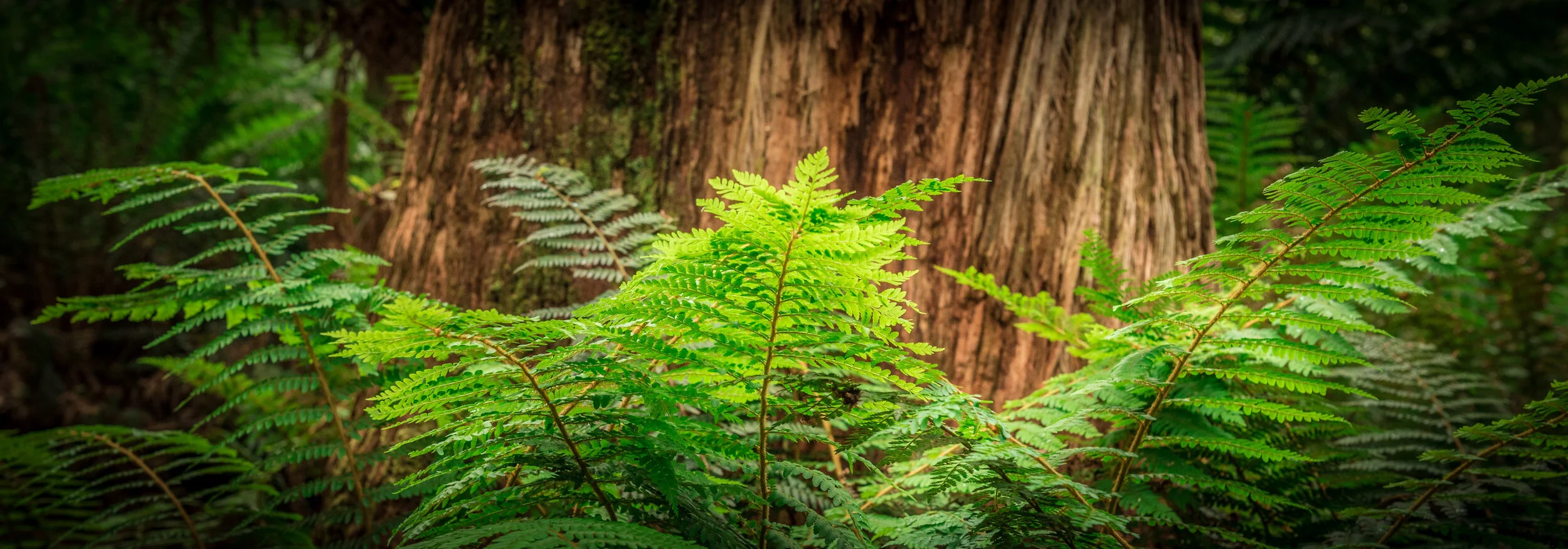 RM_163_Fern Gully_7x20.jpg