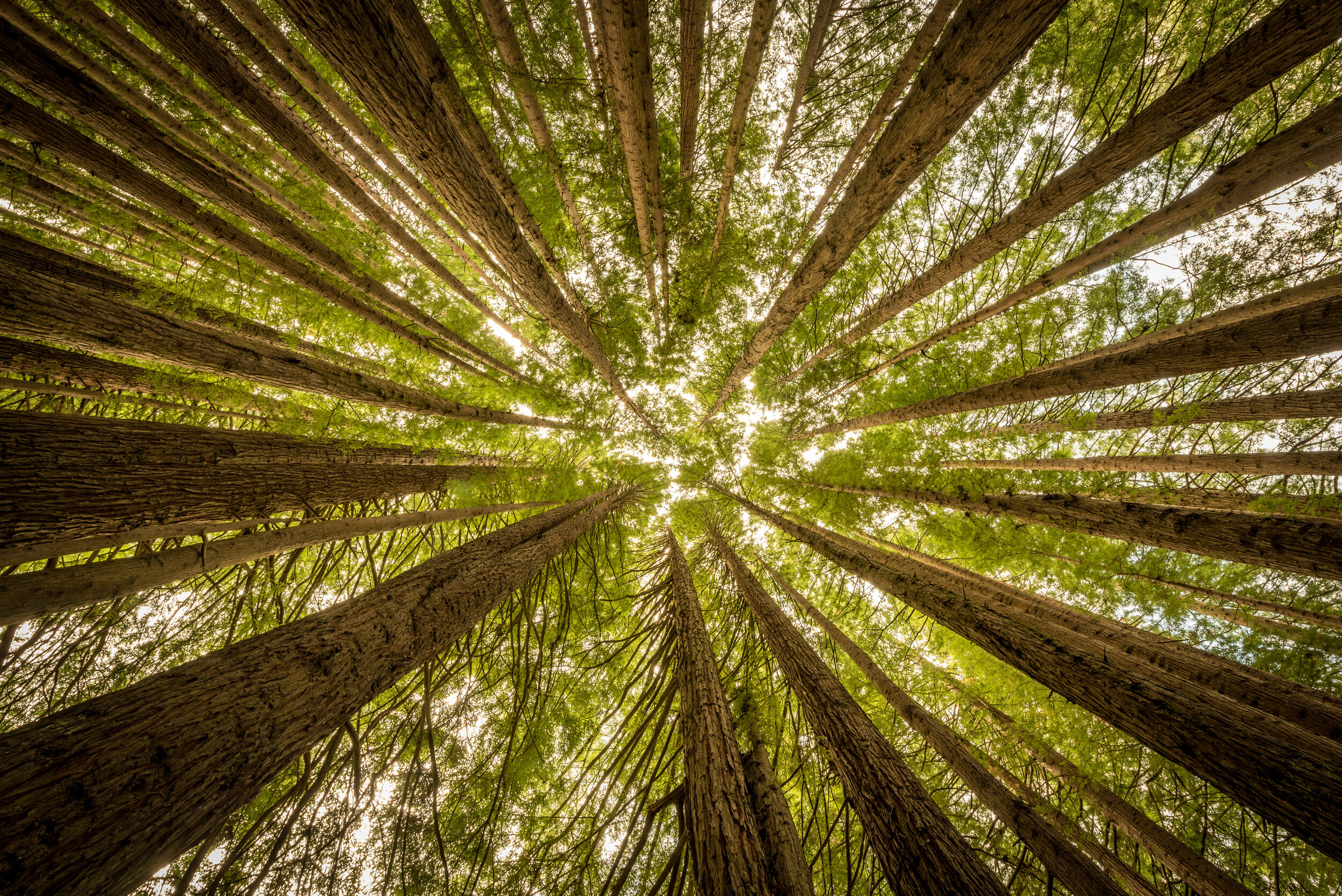 RM_171_Redwood View_12x18.jpg