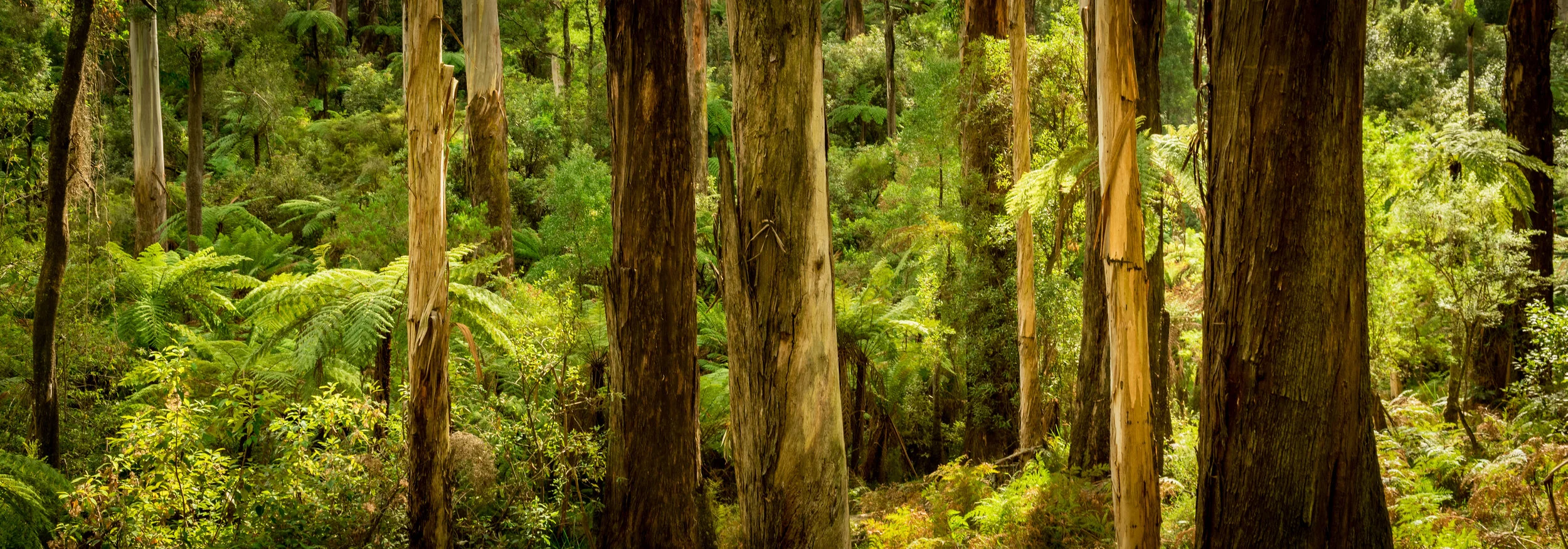 RM_172__Dandenong Canvas_7x20.jpg