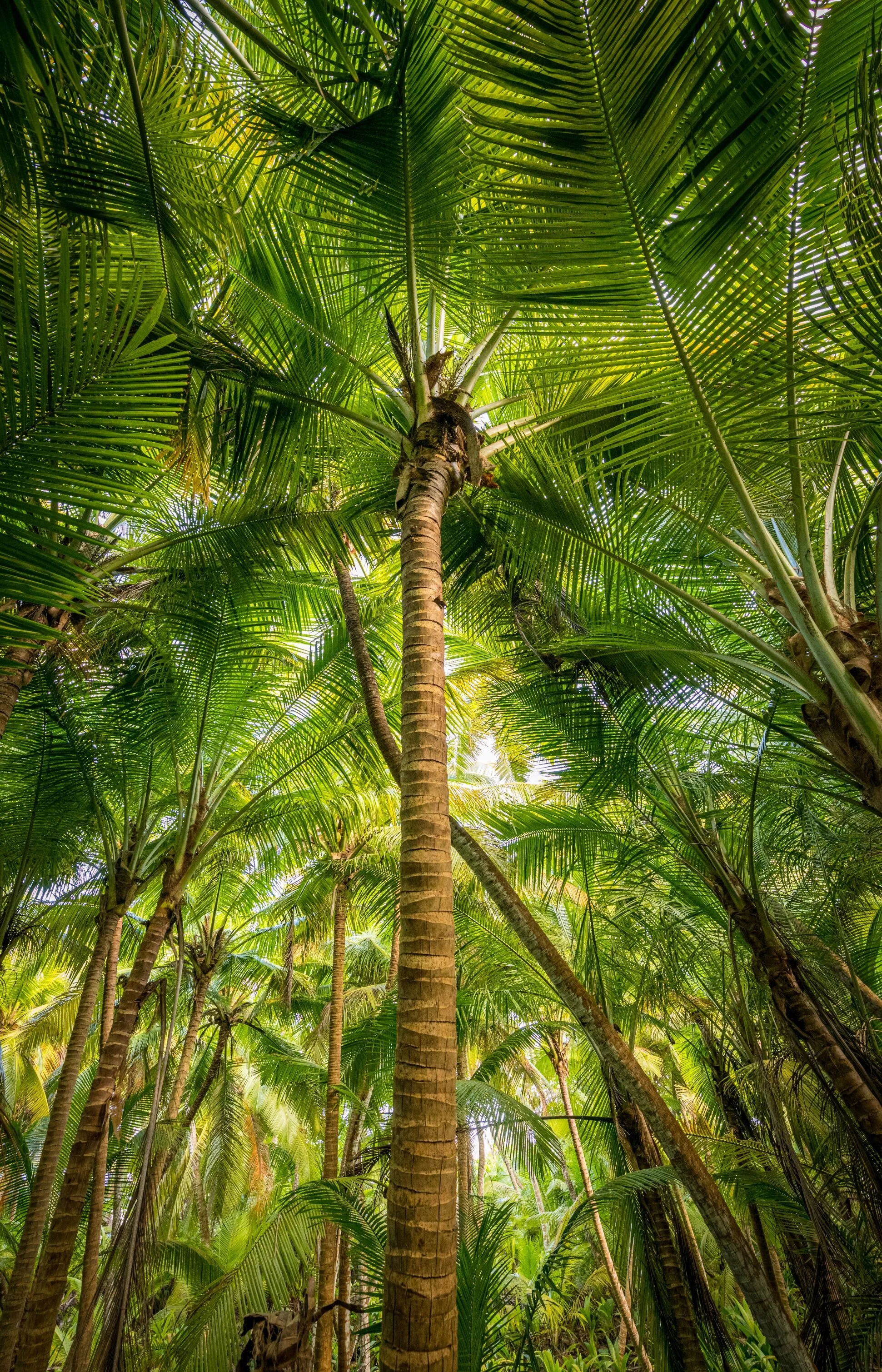 RM_039_Palm Canopy_12x18.jpg
