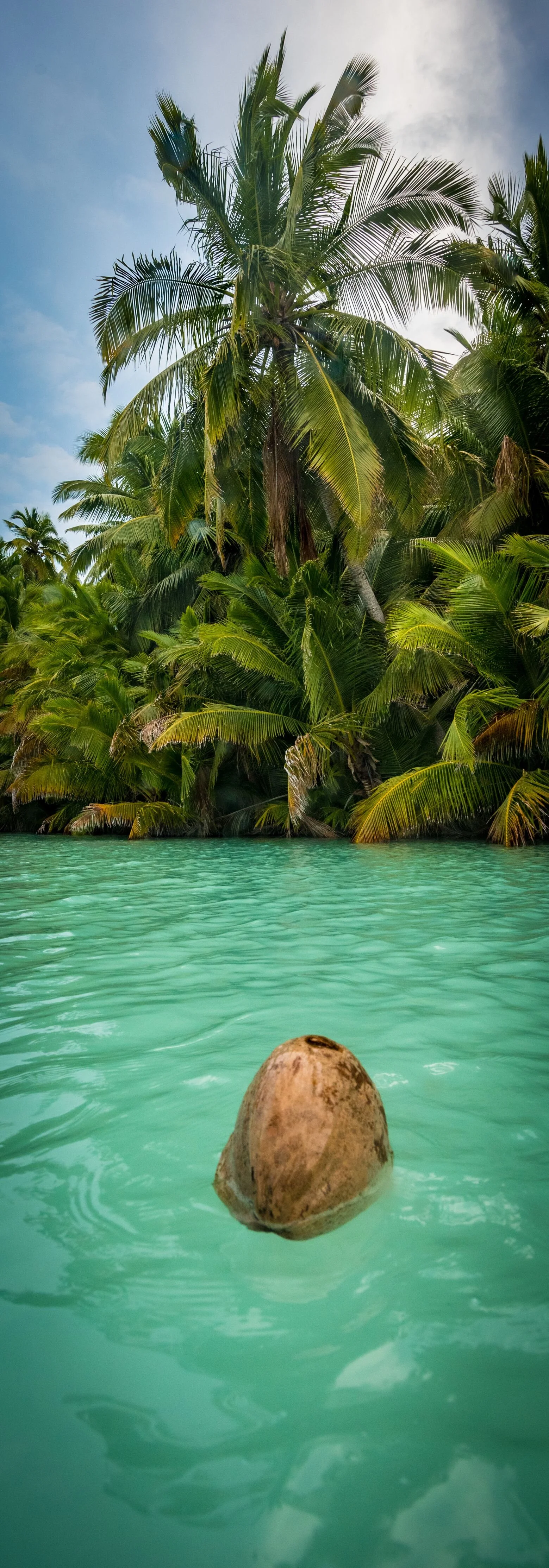RM_043_Floating Cocos_7x20.jpg