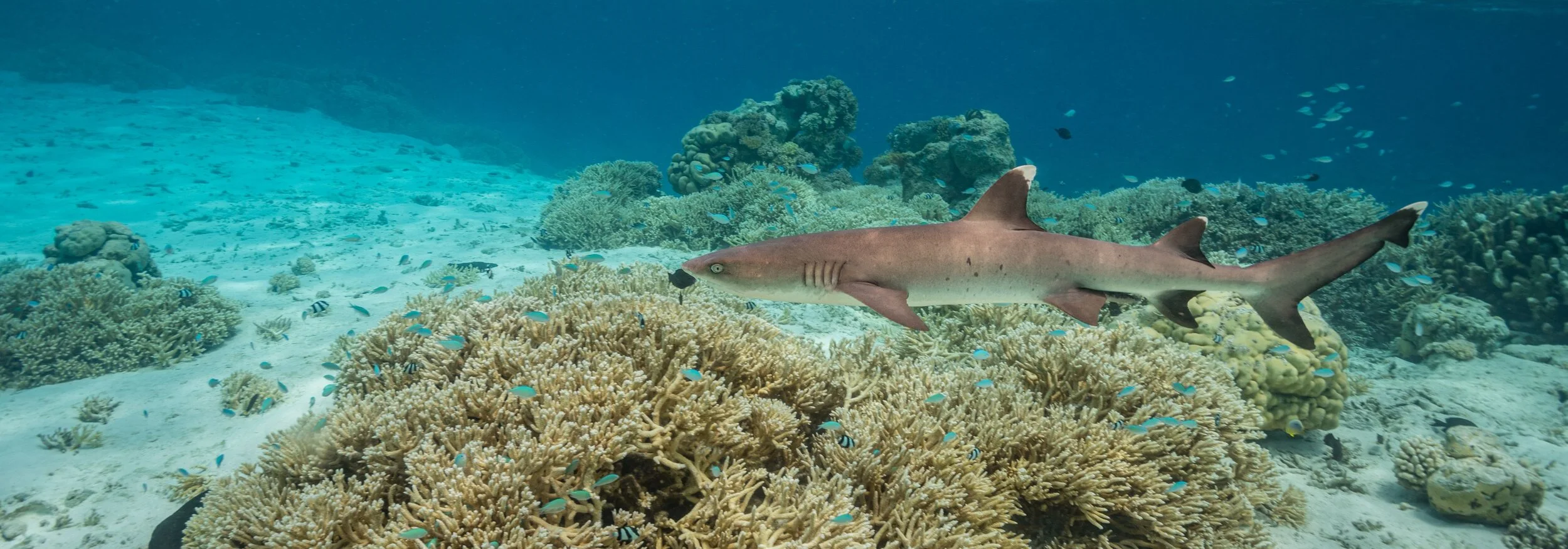 RM_044_Shark Sight_7x20.jpg