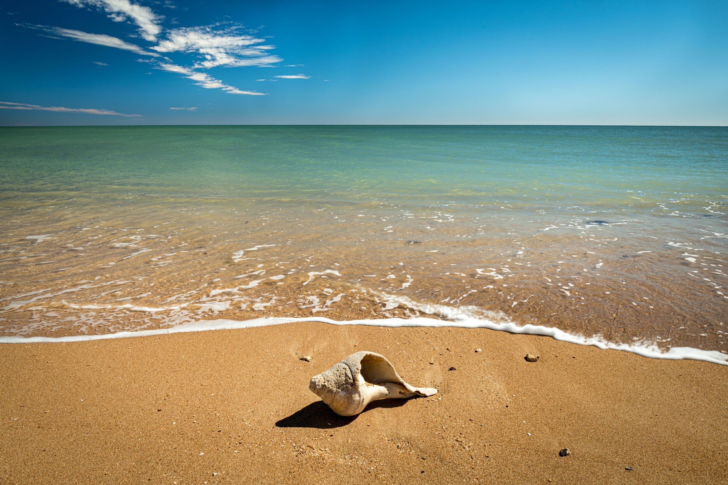 RM_162_Conch Character12x18.jpg