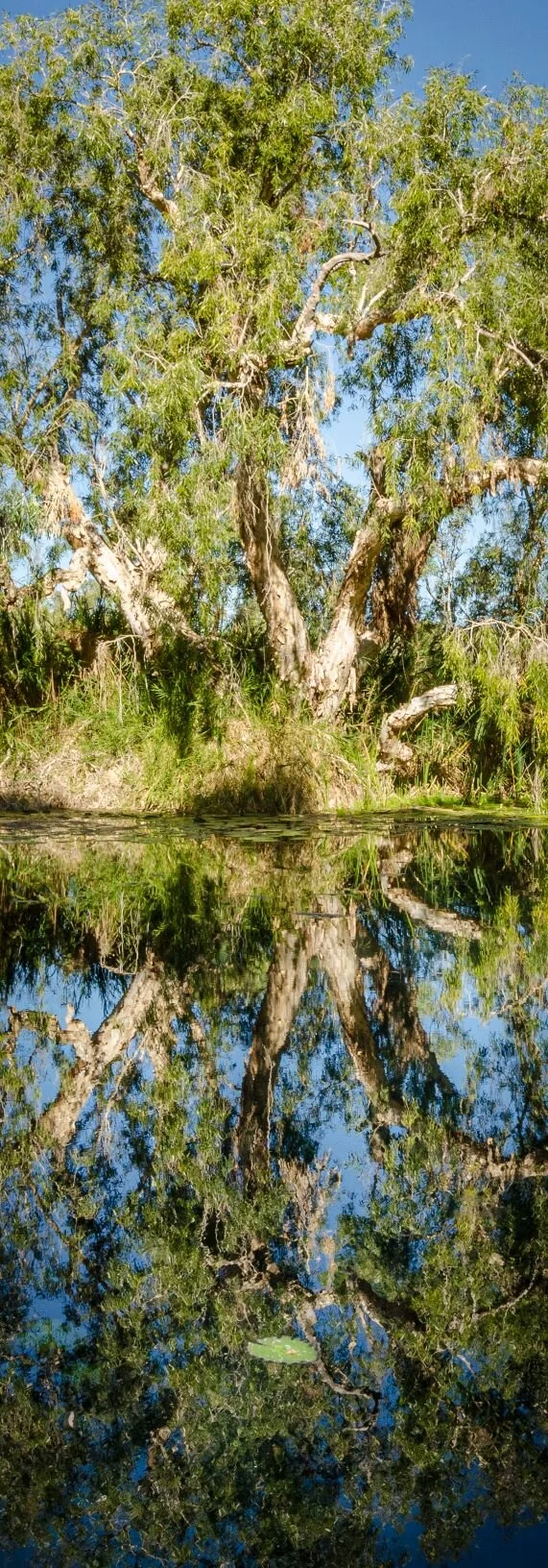 RM_035_Millstream Pondering_7x20.jpg