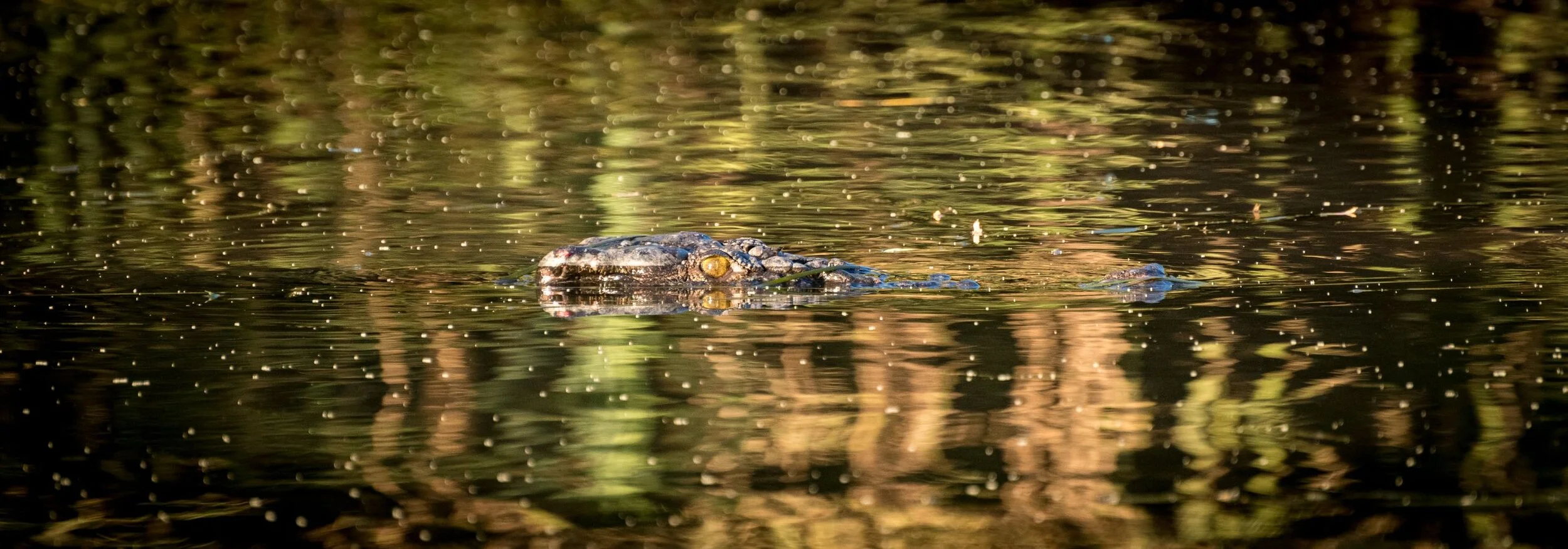RM_095_Wide Open_7x20.jpg