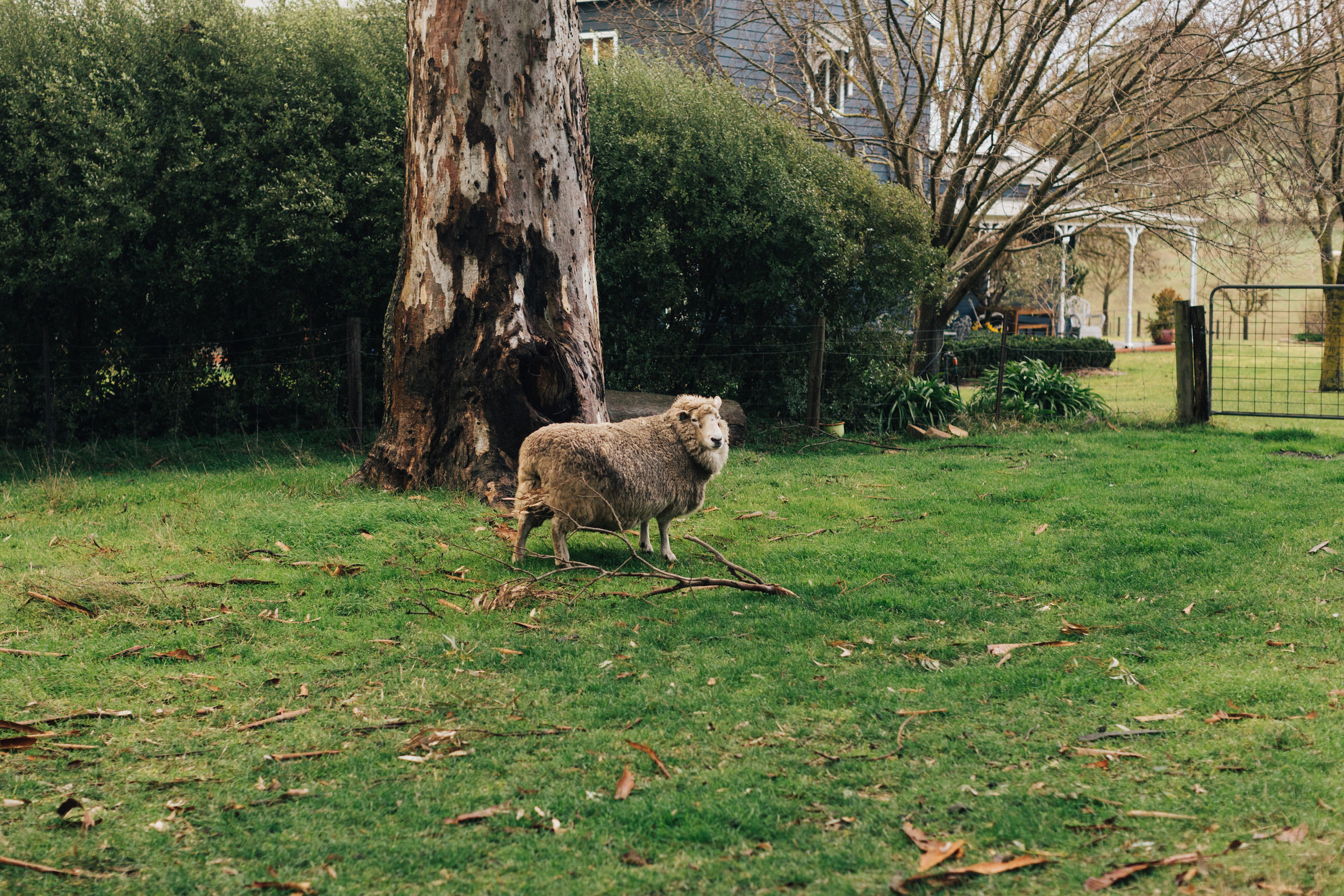 Adelaide Hills Winter Elopement 040.jpg