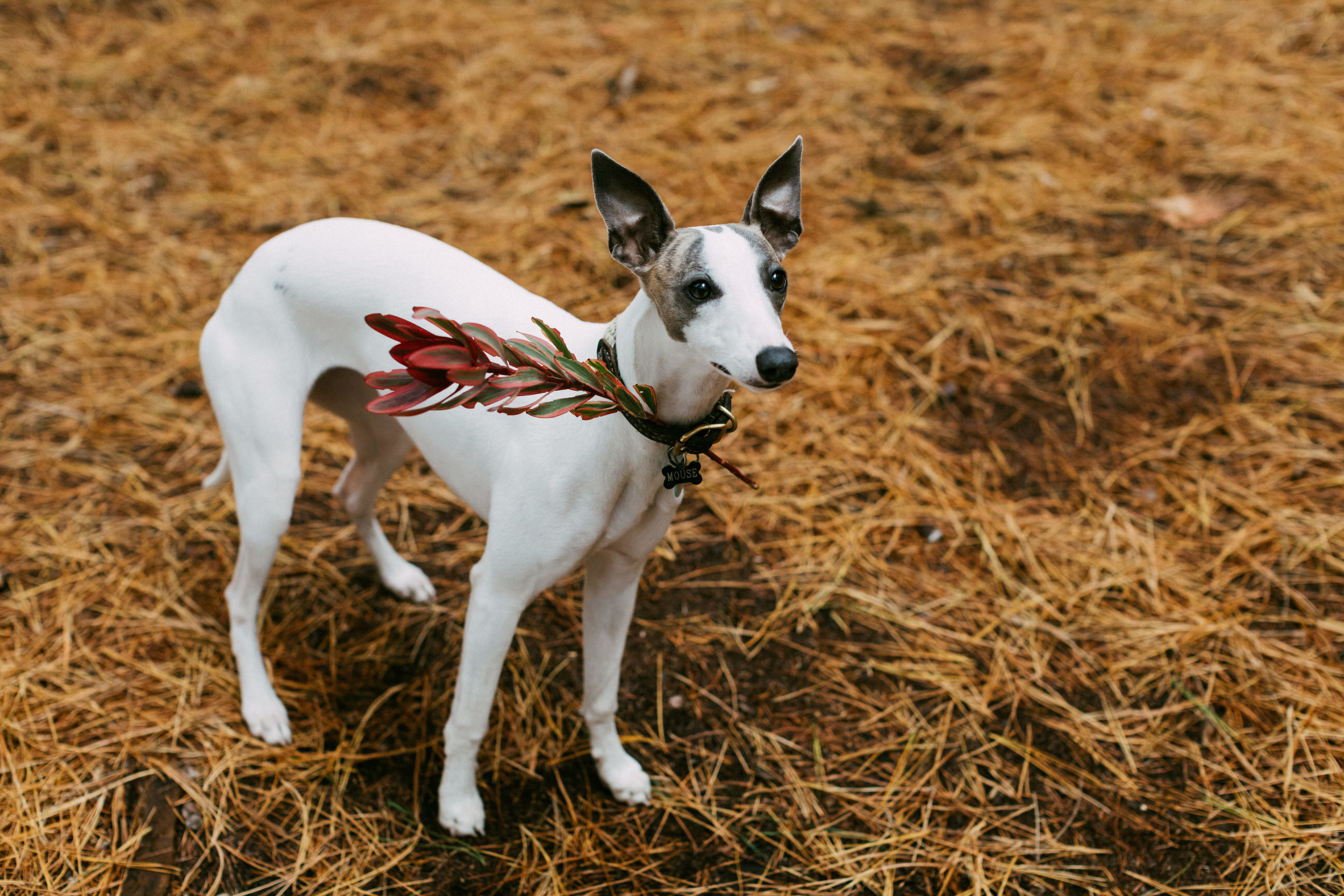 McLaren Vale Elopement 038.jpg