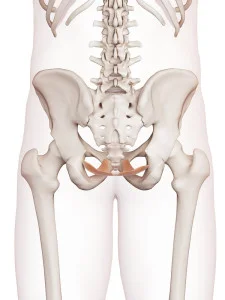 Pelvic Floor Workshop