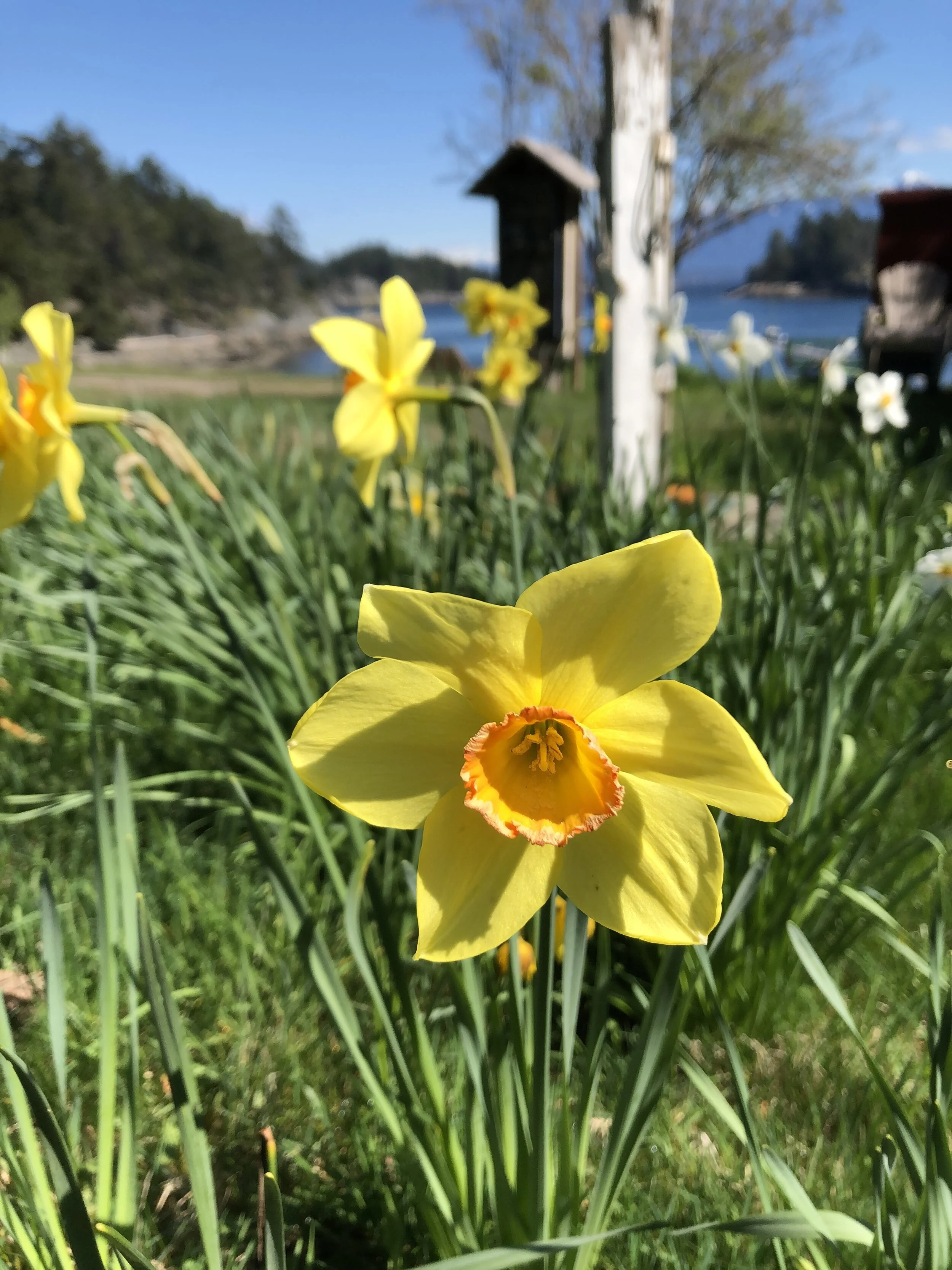 Spring into loving your Liver