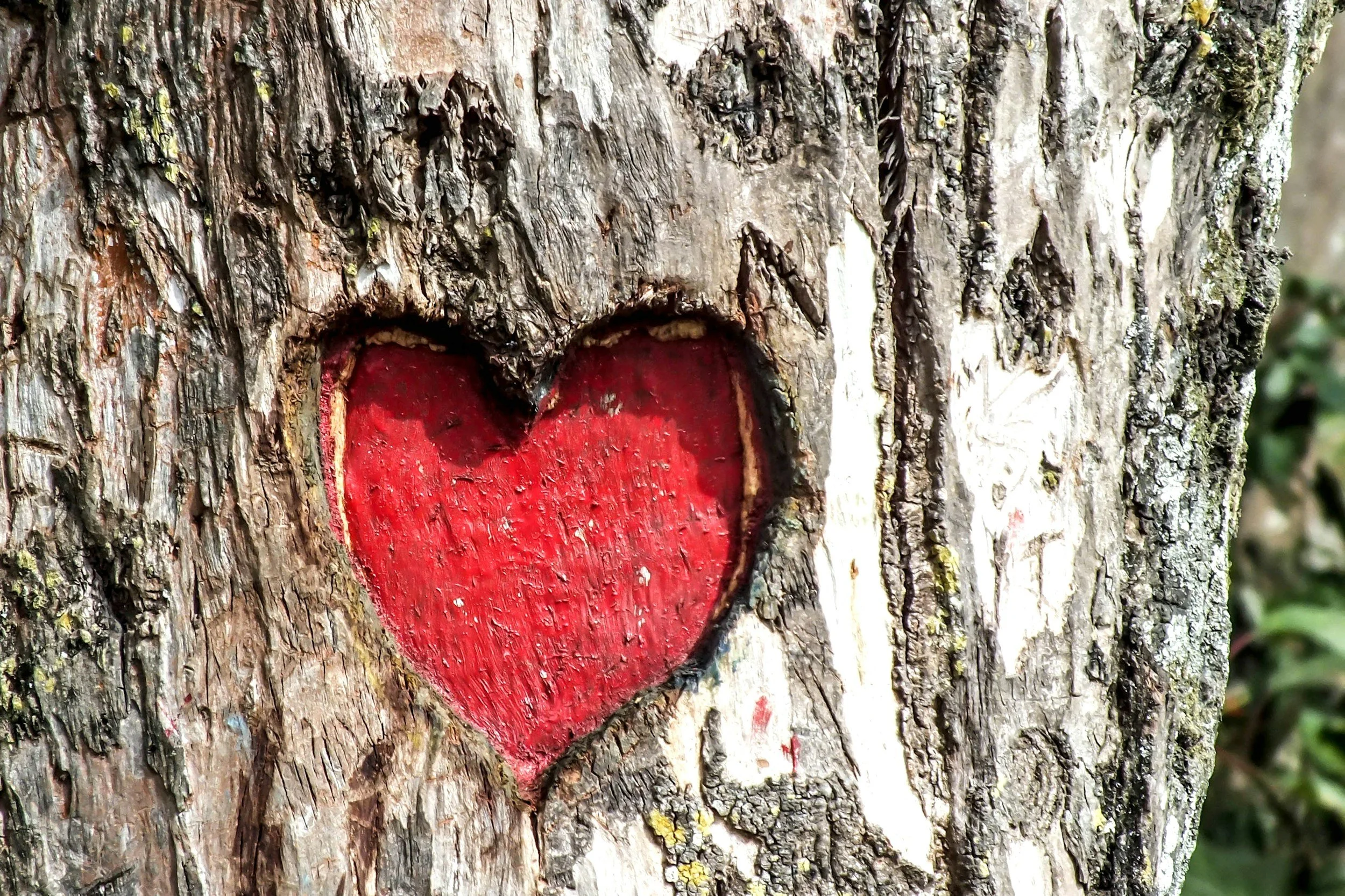 Nourishing Your Heart: Raising Your Vibration for Heart Health