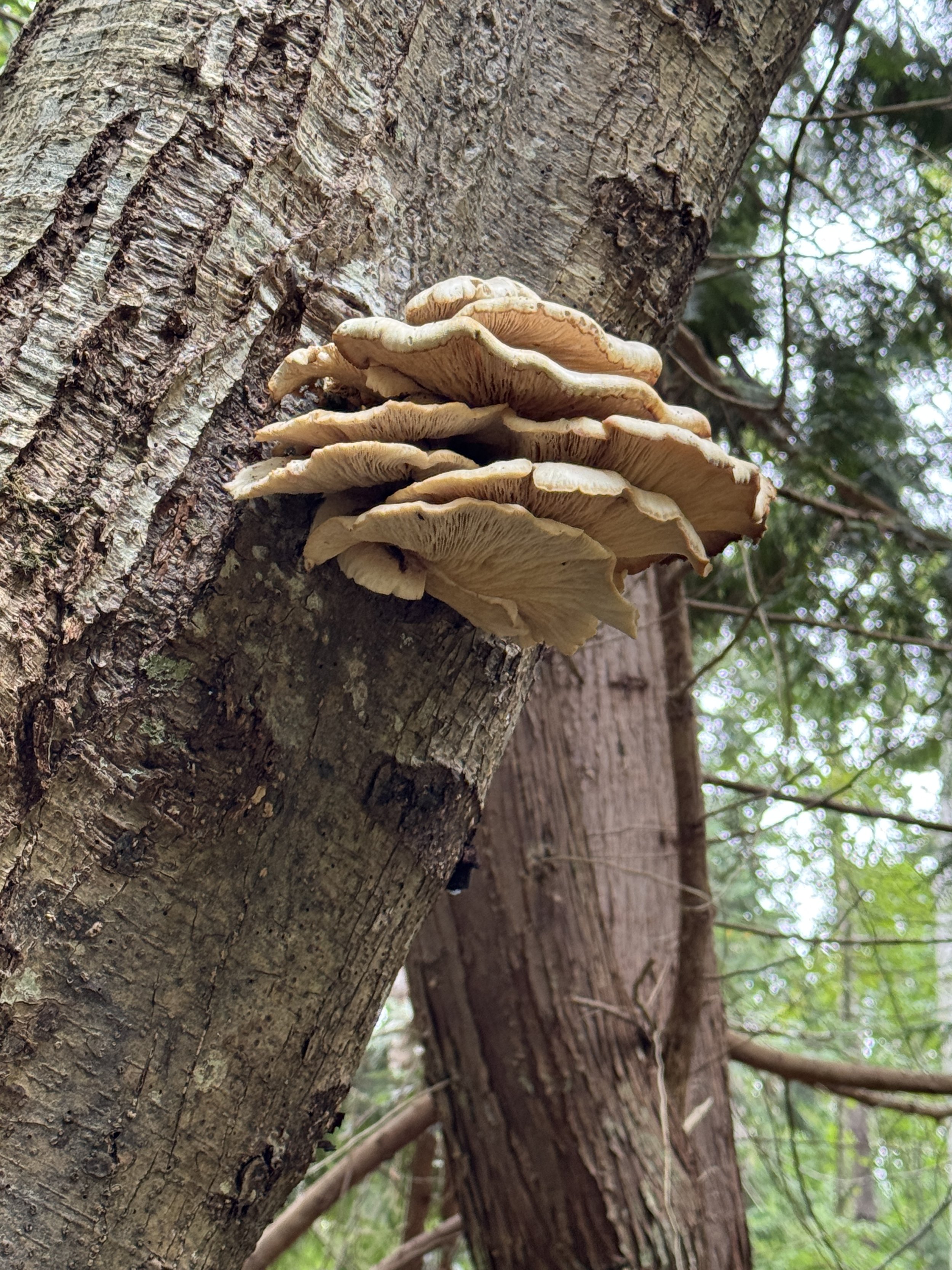 Pacific Oyster Mushrooms