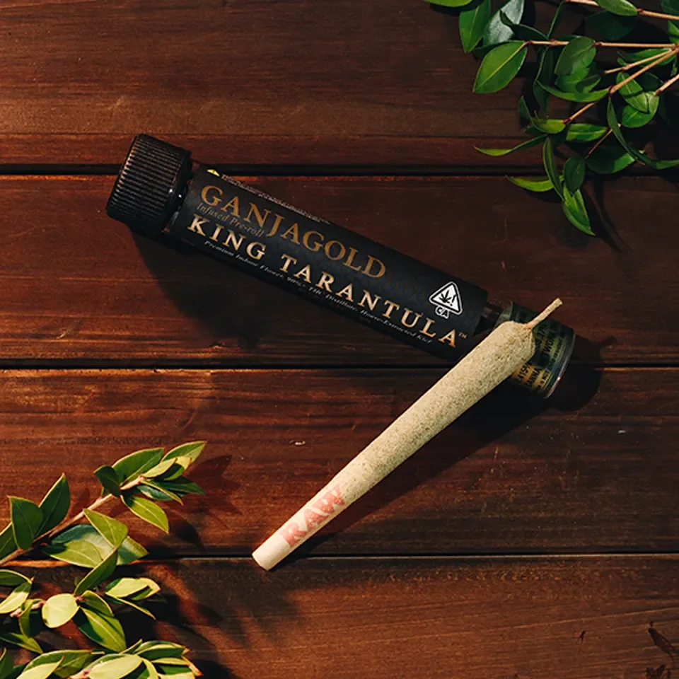 Ganja Gold King Tarantula
