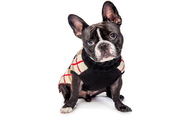frenchie-sweater.jpg