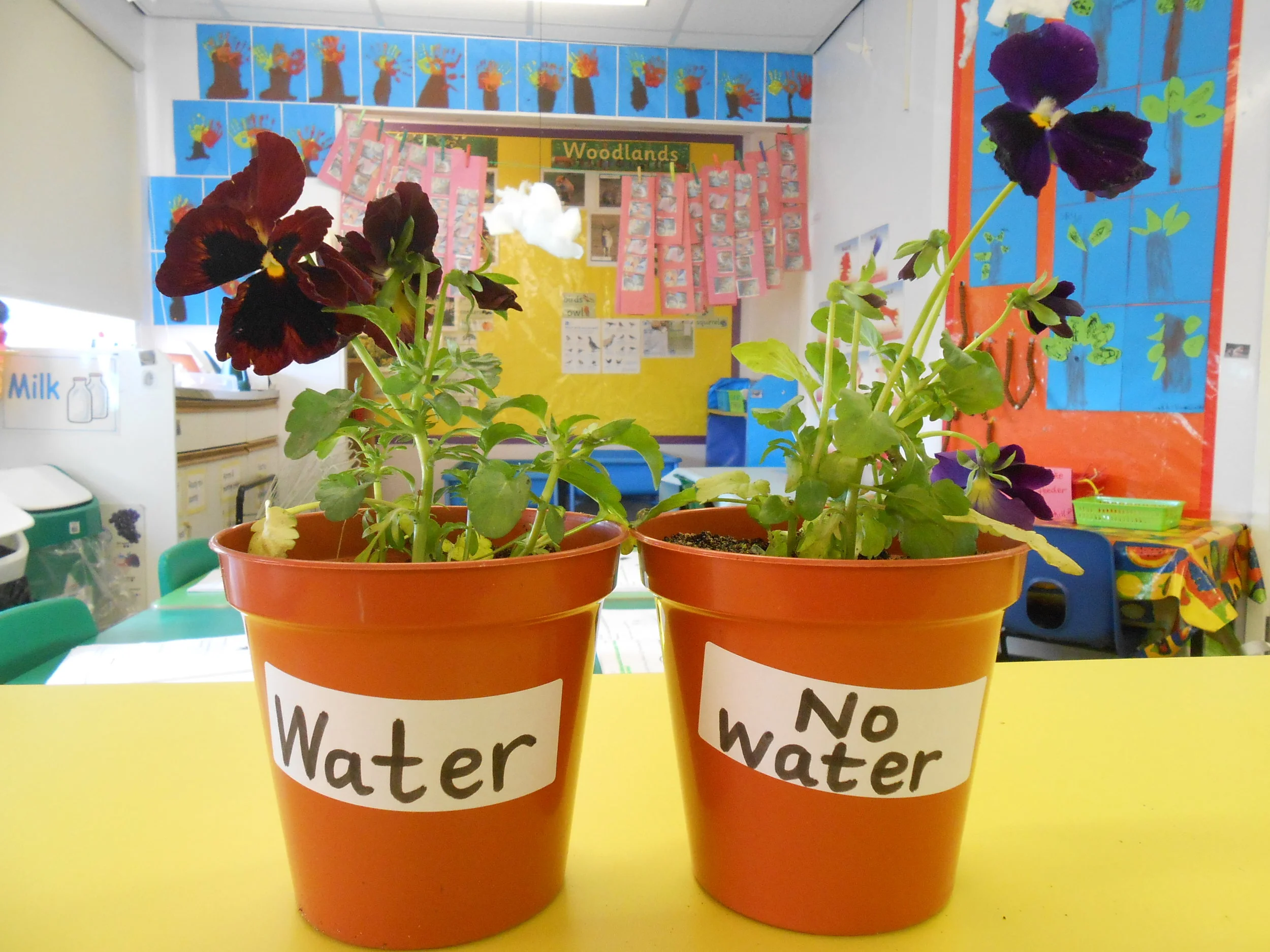 Nile's Plant Investigation