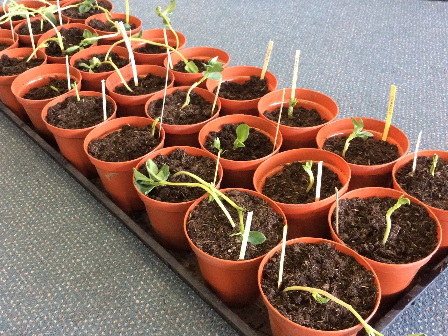 Growing bean plants in Year 2 — White Laith Primary School