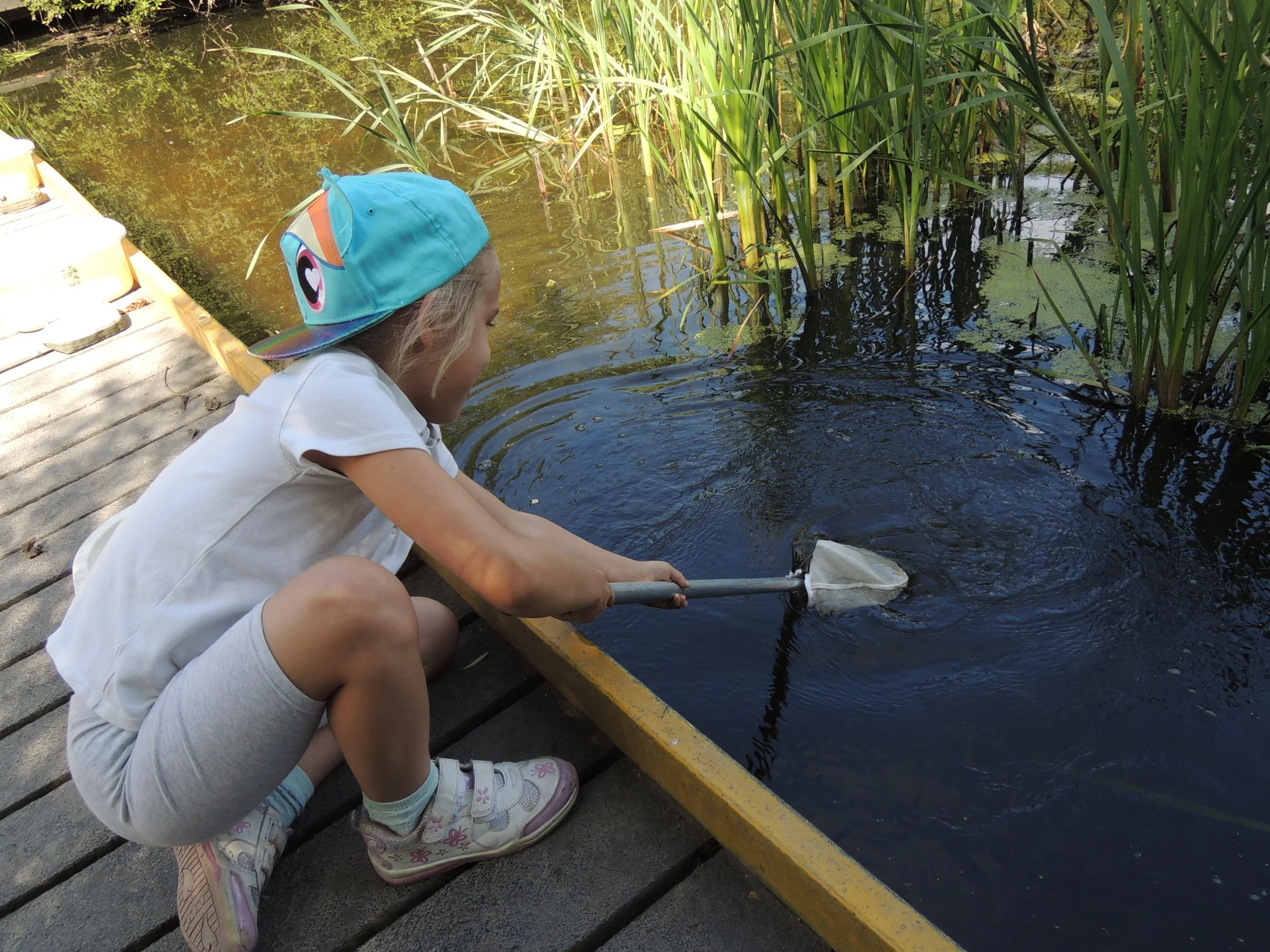 Pond Dipping at Fairburn Ings
