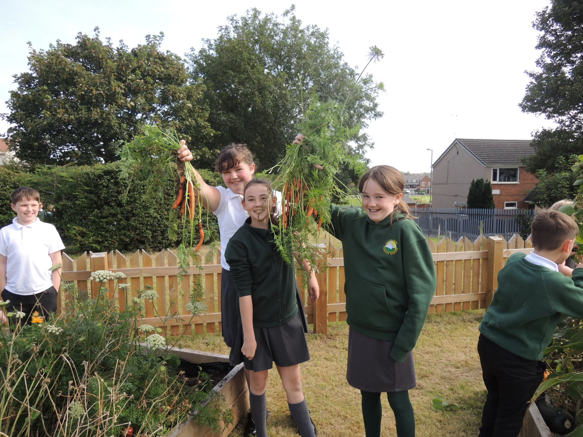 A bumper carrot harvest!