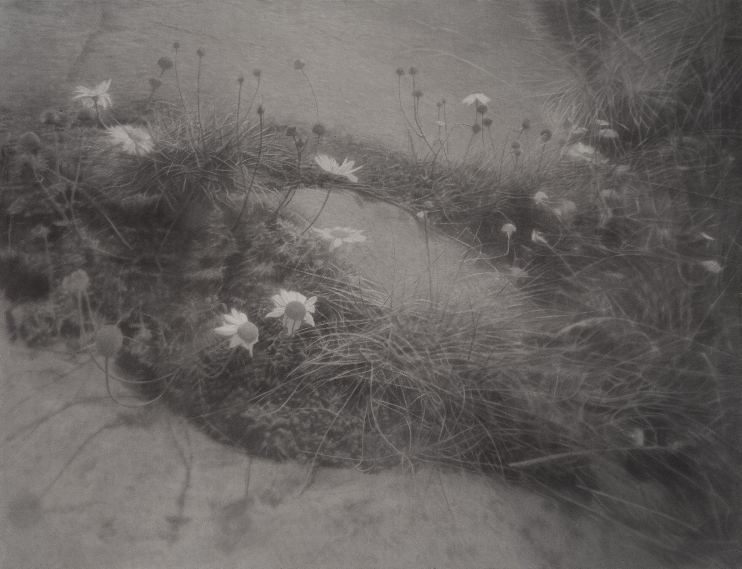 Small Flowers Below Puddle