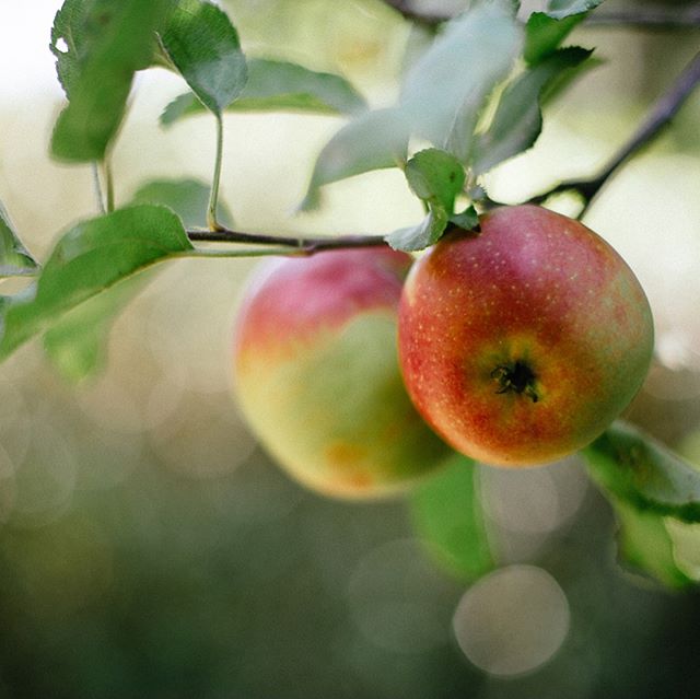 Gorgeous Outdoor Bat Mitzvah for Z&ouml;e! Photography by the amazing @susanadlerstudio .
.
.
#batmitzvah #apples #marin #sebastapol #marincounty #marinevents #partyplanner #marinpartyplanner #events #marineventplanner #party #eventplanner #eventdesi