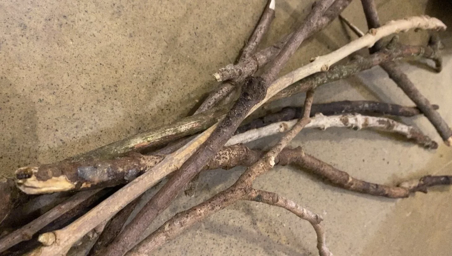 Range of branches found in Town Park, Killorglin