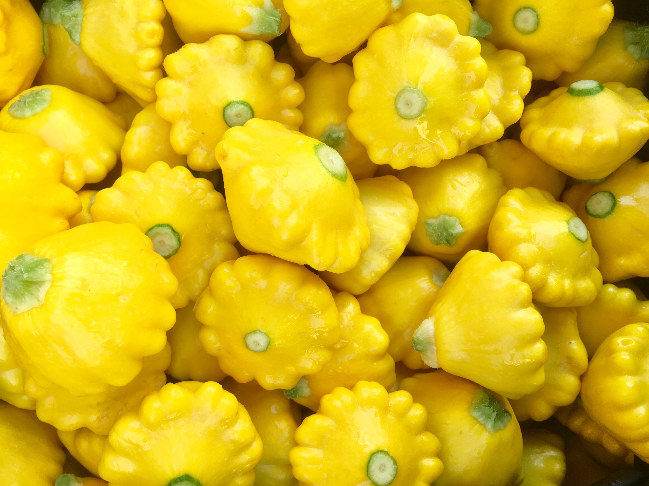 HAPI PRODUCING BEAUTIFUL squash.