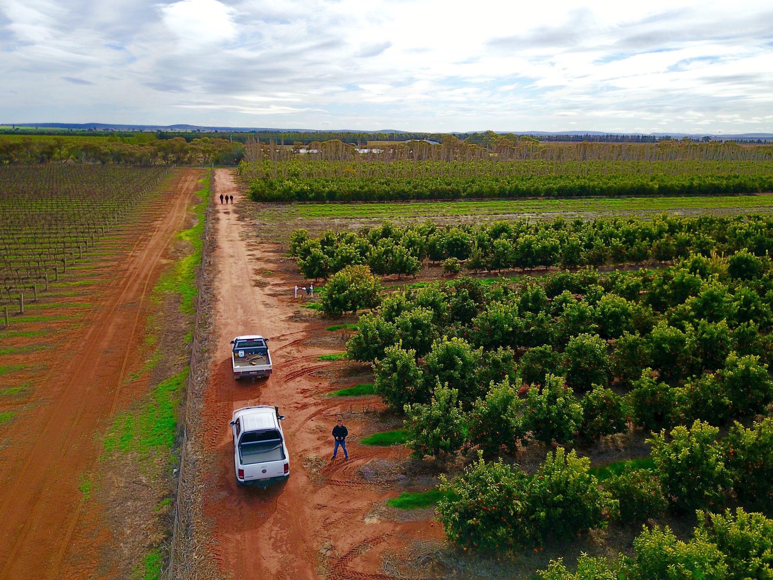 LUKE AND THE REDBELLY CITRUS TEAM TAKE A STROLL IN THE ORCHARD.