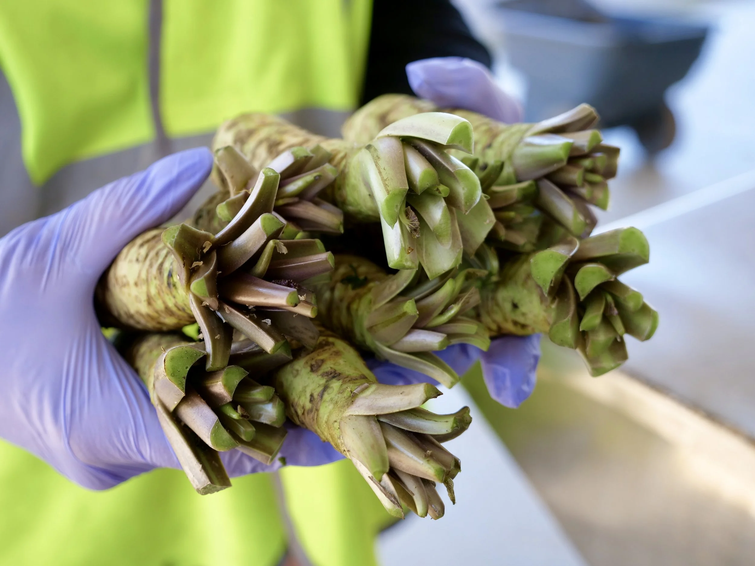 "MEET THE GROWER" - SHIMA WASABI TASMANIA EDITION