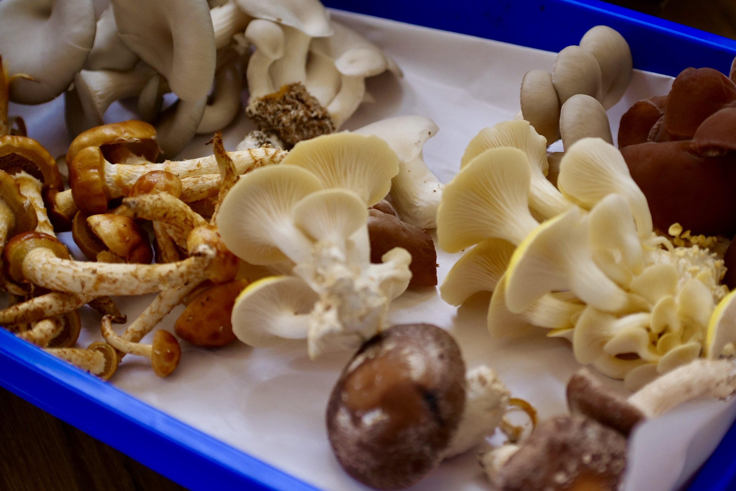 A STUNNING VARIETY OF MUSHROOMS.