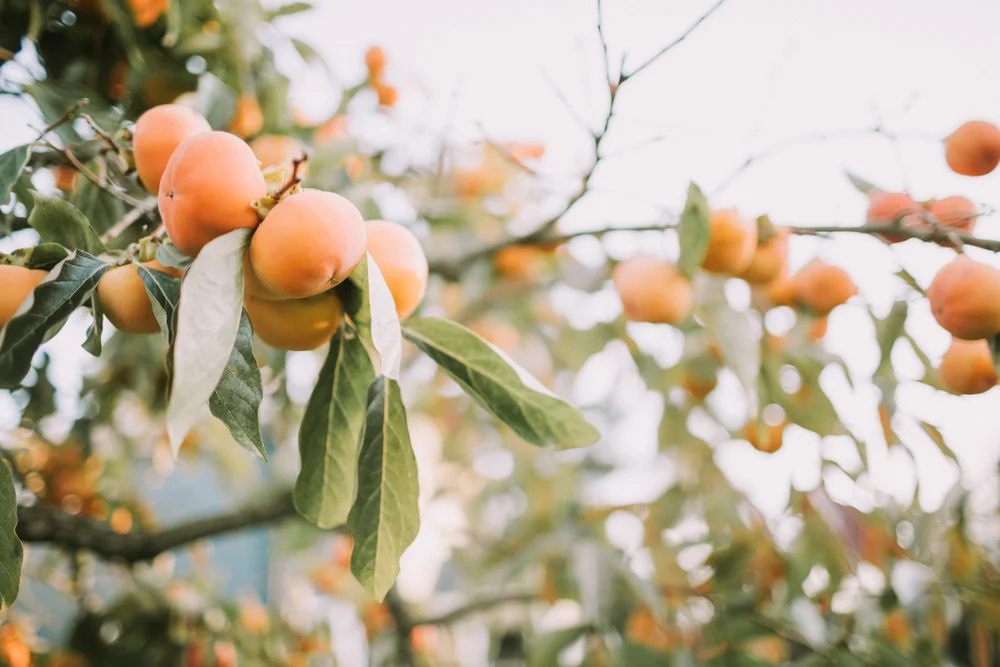 PERSIMMON SEASON IS APRIL, MAY & JUNE.