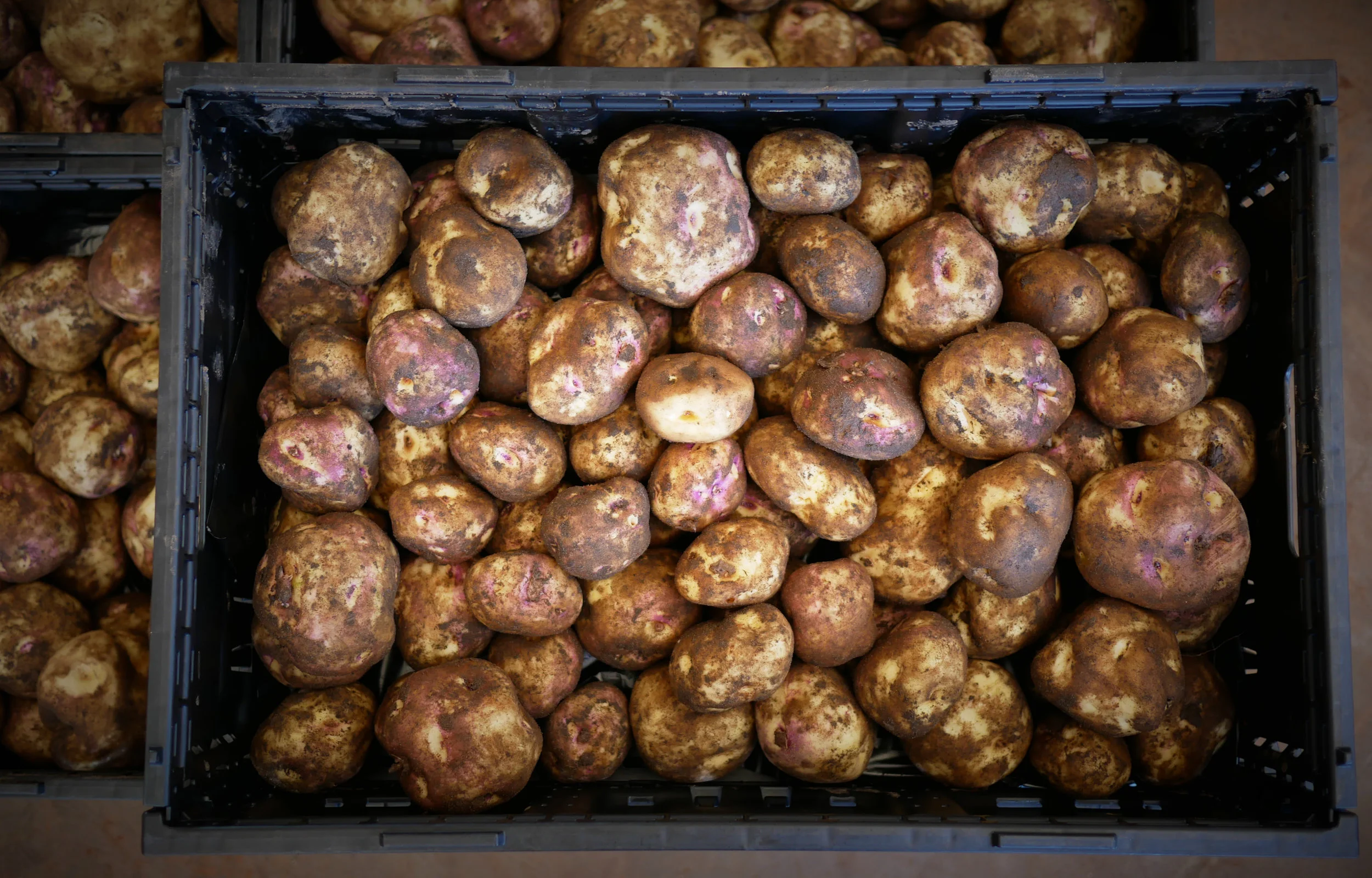 TASSIE POTATOES STRAIGHT FROM THE GROUND.