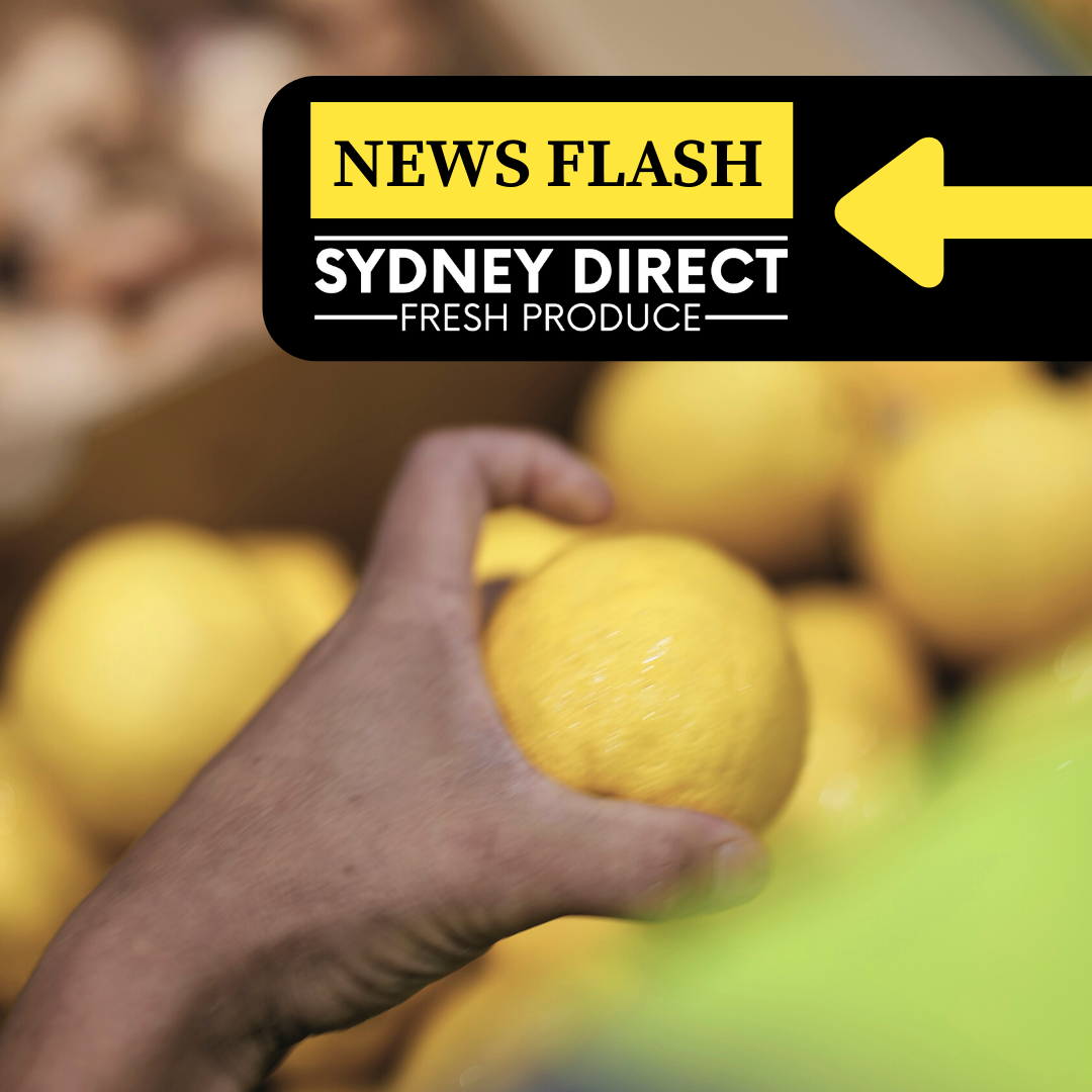 SDFP STATEMENT | COVID 19 POLICIES 