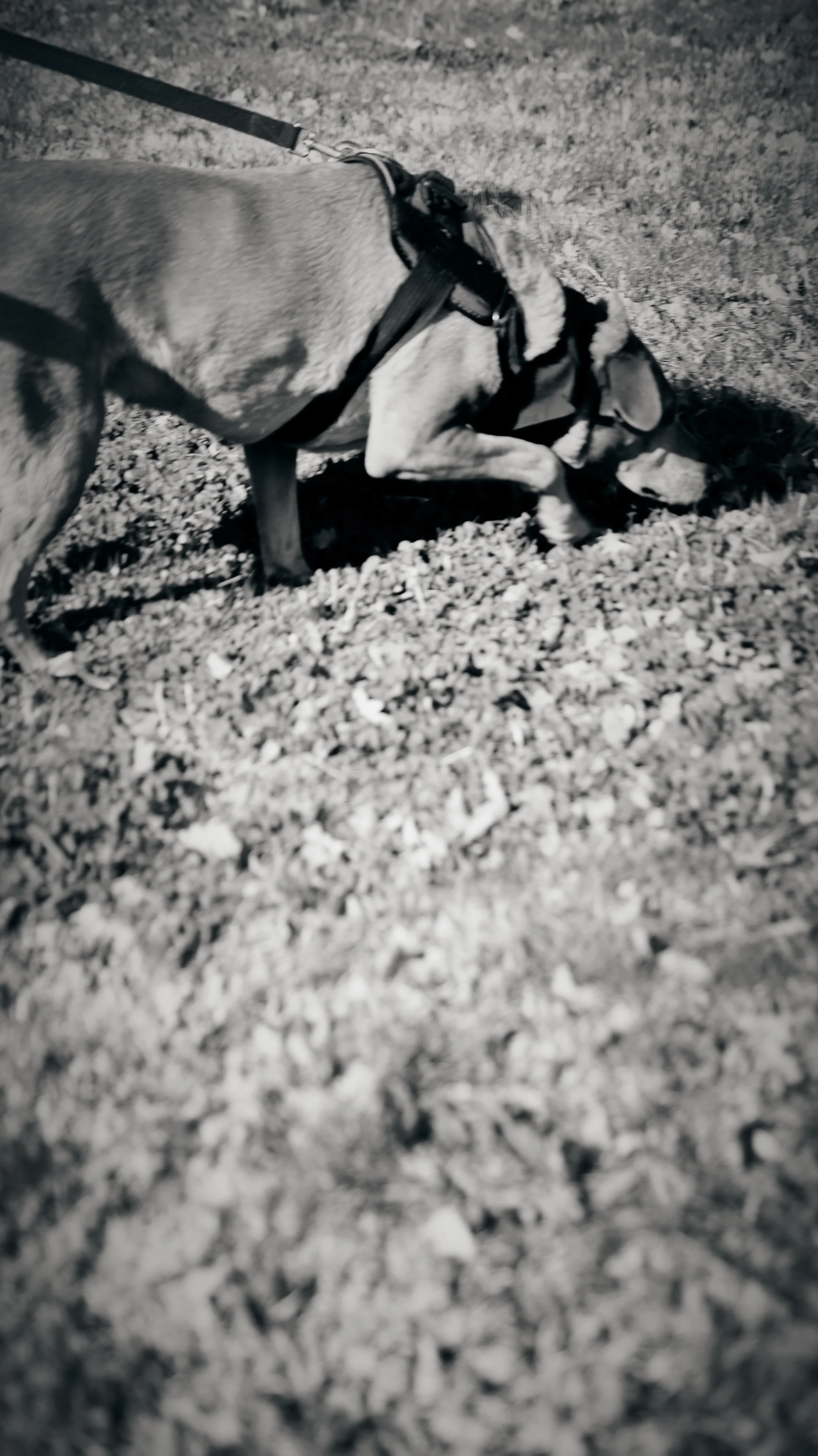 SDFP JULY TRUFFLE 82.jpg